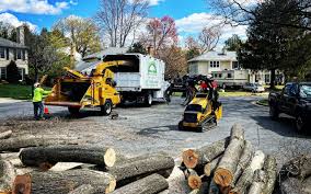 Best Tree Disease Treatment  in Coats, NC