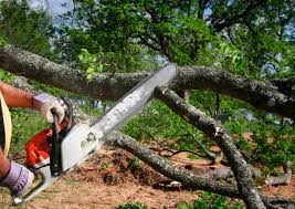 How Our Tree Care Process Works  in  Coats, NC