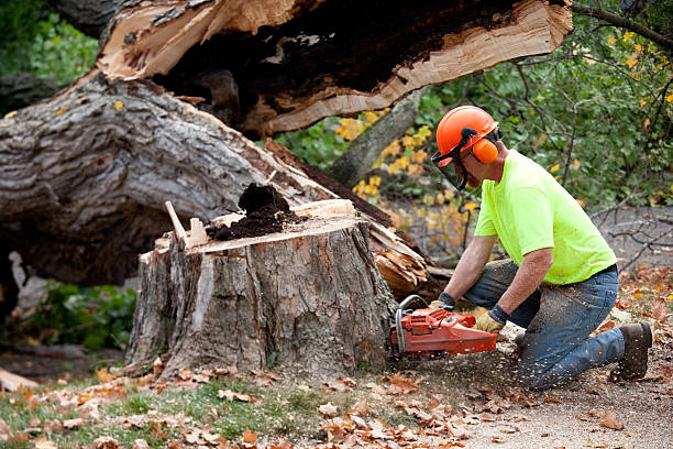 Best Tree Removal  in Coats, NC