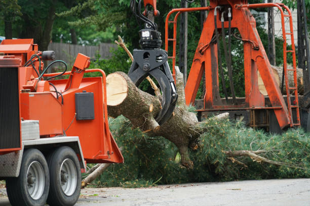  Coats, NC Tree Services Pros